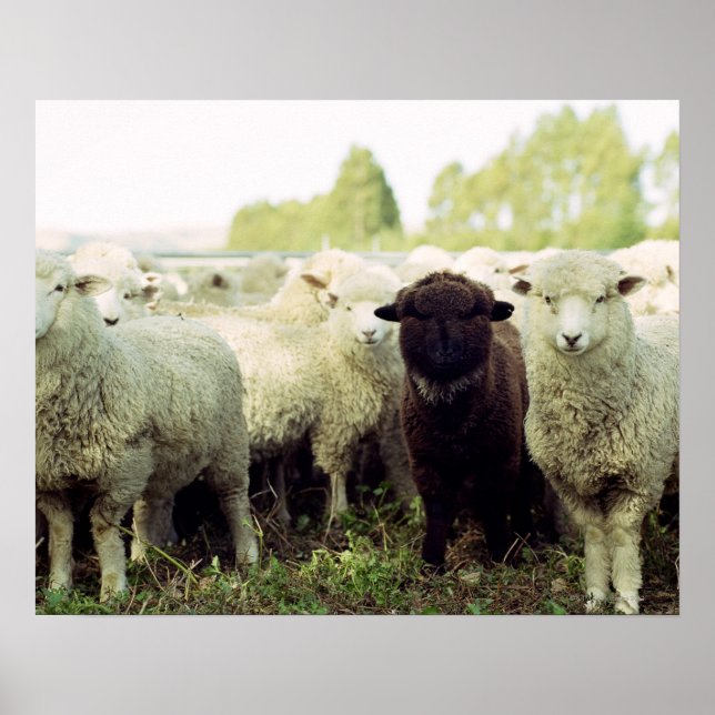 Poster Nouvelle-Zélande (Devant)