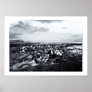 Poster Nouvelle-Zélande, Curio Bay et Catlins Coast