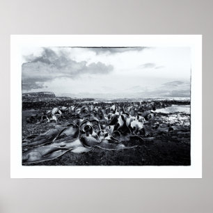 Poster Nouvelle-Zélande, Curio Bay & La côte des Catlins