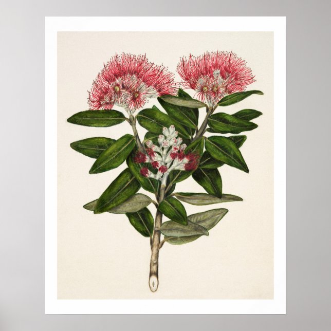 Poster Nouvelle-Zélande Pohutukawa - Metrosideros Tomento (Devant)