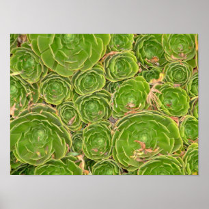 Poster Nouvelle-Zélande, South Island. Succulent.