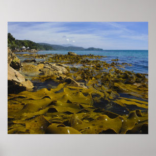 Poster Nouvelle-Zélande, Sud, île Stewart. Kelpe