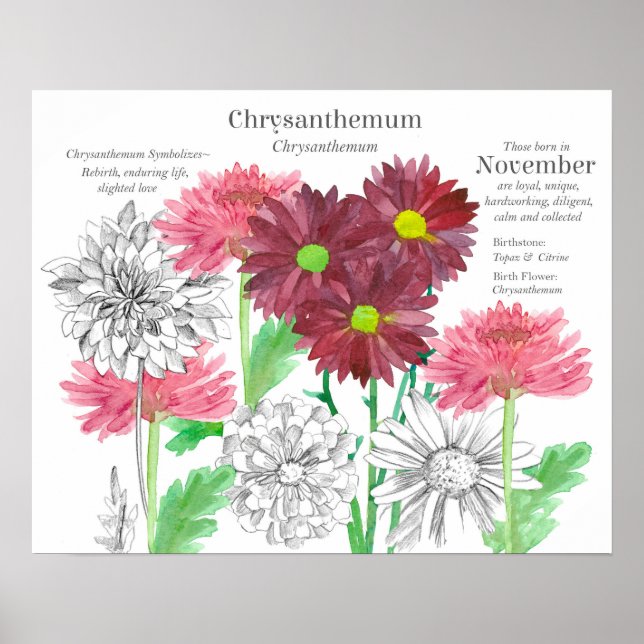 Poster November Birth Flower Language of Flowers (Devant)