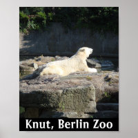 Noyer l'ours polaire du zoo de Berlin