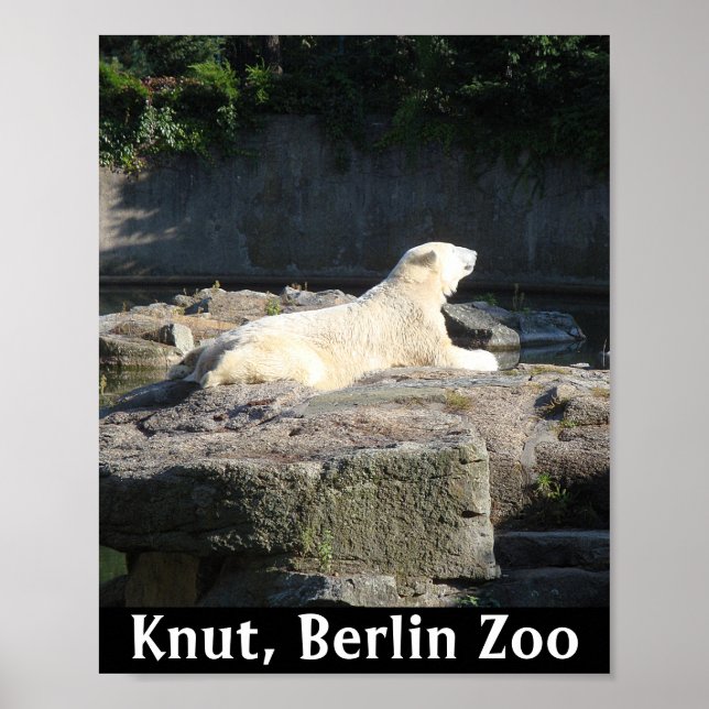 Poster Noyer l'ours polaire du zoo de Berlin (Devant)