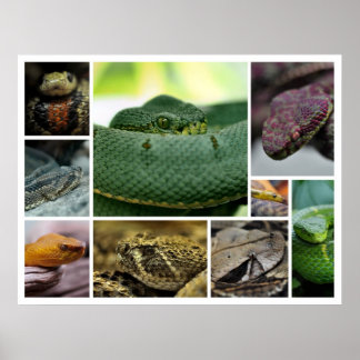 Poster NR Snake Photography_Page000