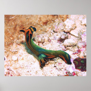 Poster Nudibranche