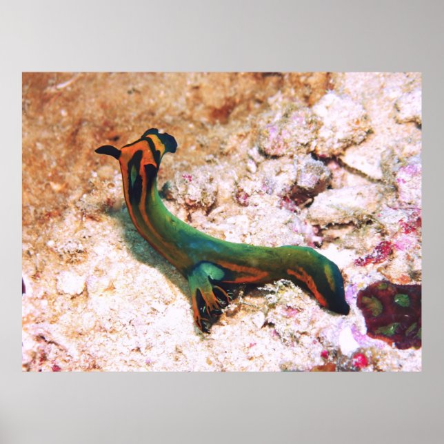 Poster Nudibranche (Devant)