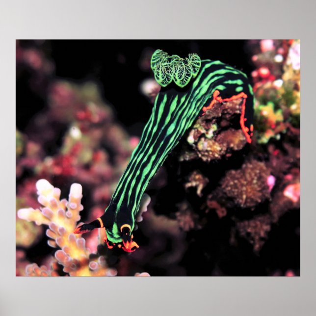 Poster Nudibranche Descendre (Devant)