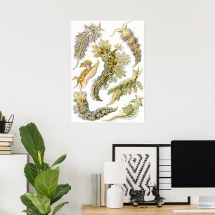 Poster Nudibranches vintage, limaces de mer par Ernst Hae