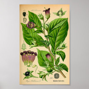 Poster Nuisance morte (Atropa belladonna) Imprimer