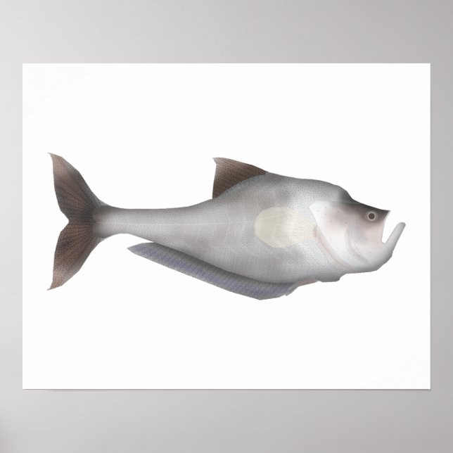 Poster Nurseryfish (Devant)