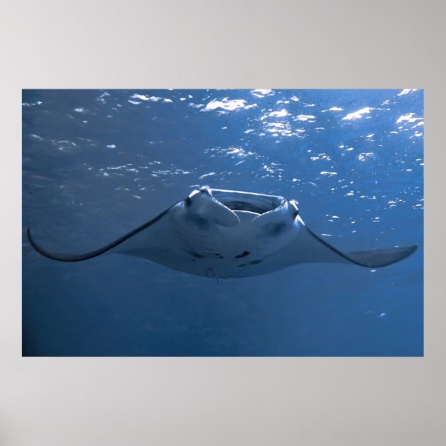 Poster Nusa Penida Manta (Devant)