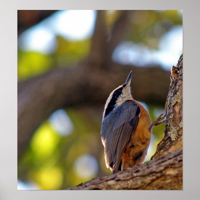 Poster Nuthatch (Devant)
