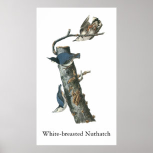 Poster Nuthatch à poitrine blanche, John Audubon