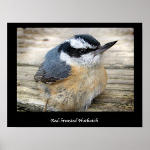 Poster Nuthatch à poitrine rouge