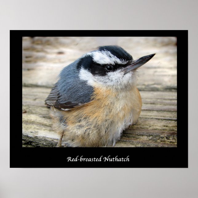 Poster Nuthatch à poitrine rouge (Devant)