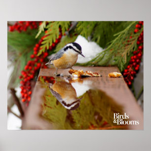 Poster Nuthatch à poitrine rouge