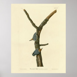 Poster Nuthatch à tête Brown - Audubon's Birds of America