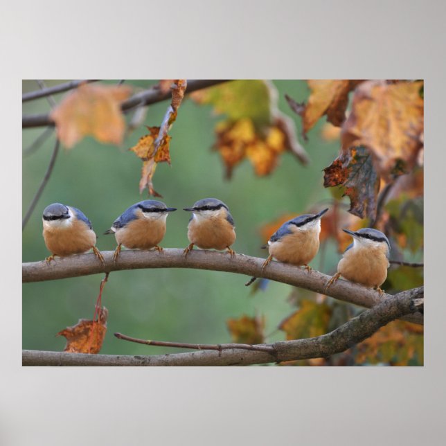 Poster Nuthatch collage (Devant)
