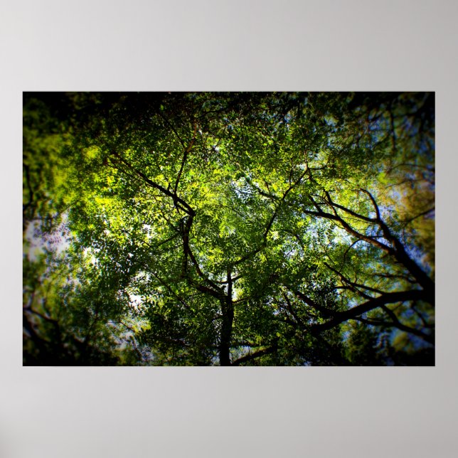 Poster NY Trees (Devant)