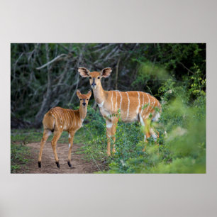 Poster Nyala (Tragelaphus Angazii) Avec Young, Ndumo