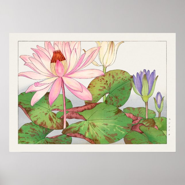 Poster Nymphaea Lotus #1, Rose, Lily Pad, Tanigami Konan, (Devant)