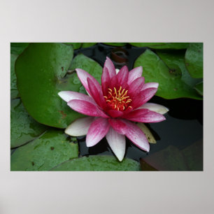 Poster Nymphaea tetragona