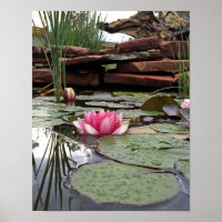 Nymphéas roses et reflets Photographie