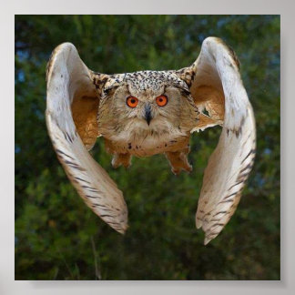 Poster O Voo do Mocho