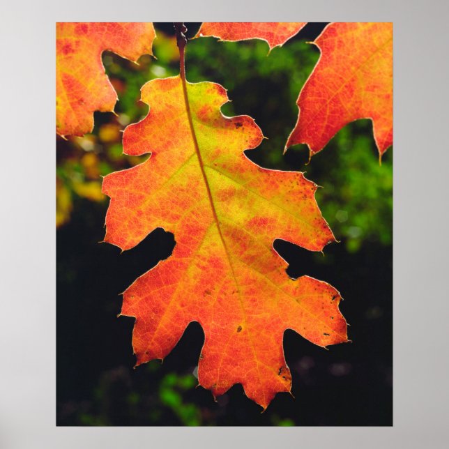 Poster Oak Leaf dans Six Rivers National Forrest (Devant)