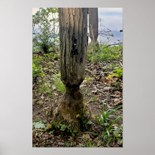 Poster Oakwoods Metropark Beaver Trail