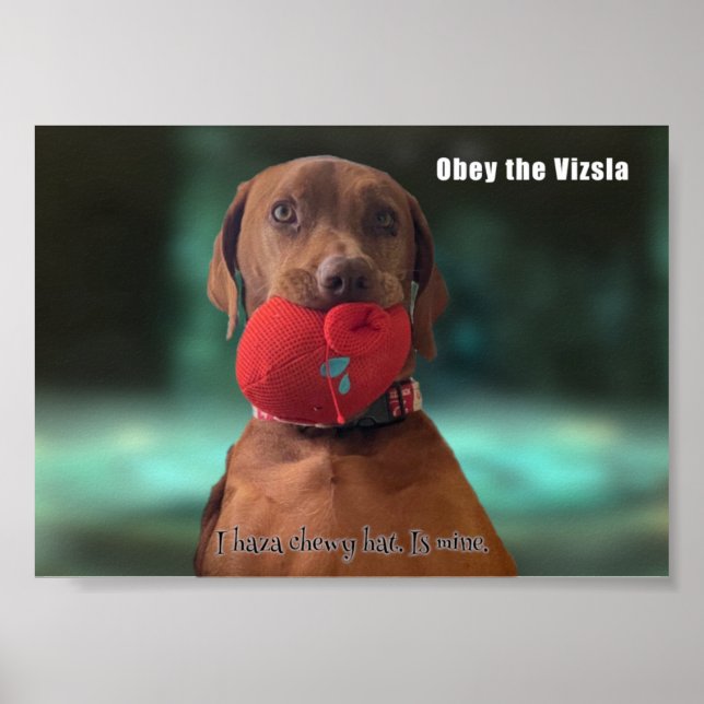 Poster Obéissez à la Vizsla (Devant)