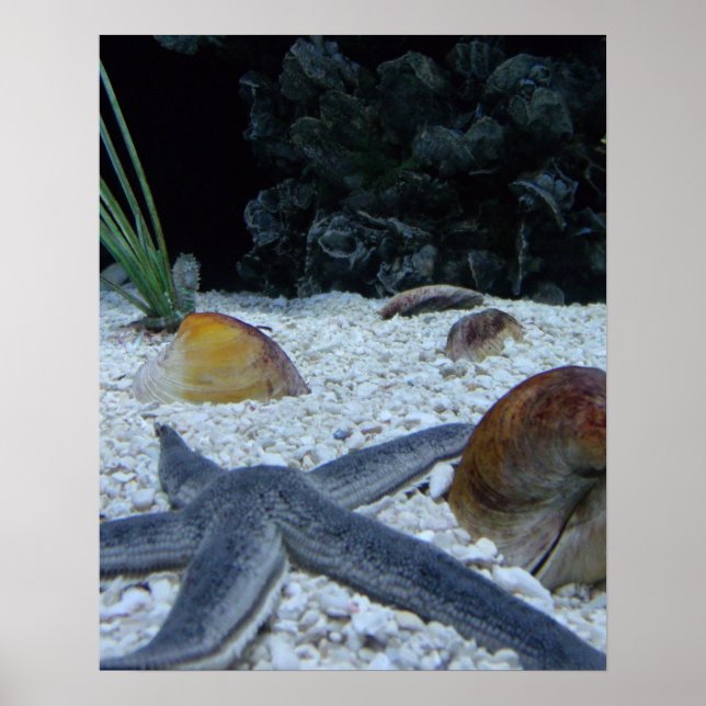 Poster Ocean (Devant)