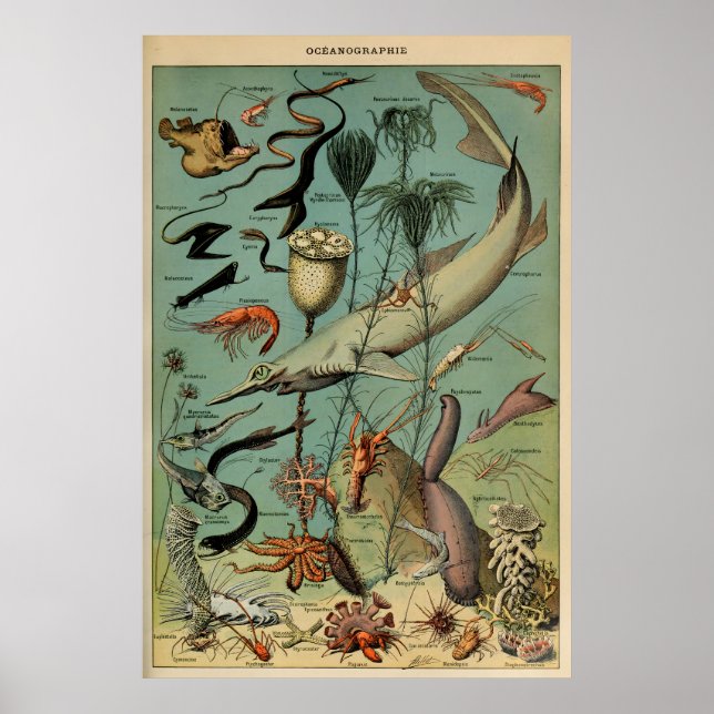 Poster Oceanografia Adolphe Millot Le Larousse Pour Tous (Devant)