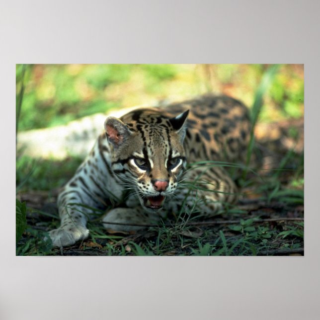 Poster Ocelot allongé (Devant)