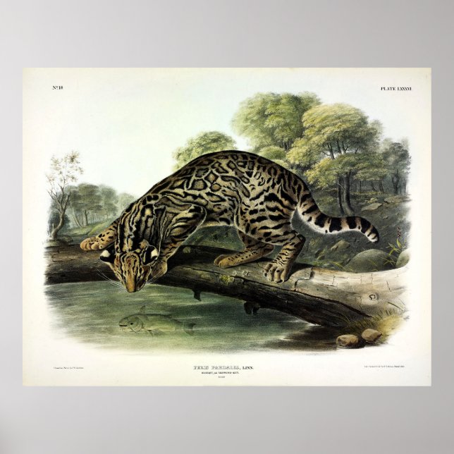 Poster Ocelot, léopard-chat (Leopardus pardalis) - Audubo (Devant)