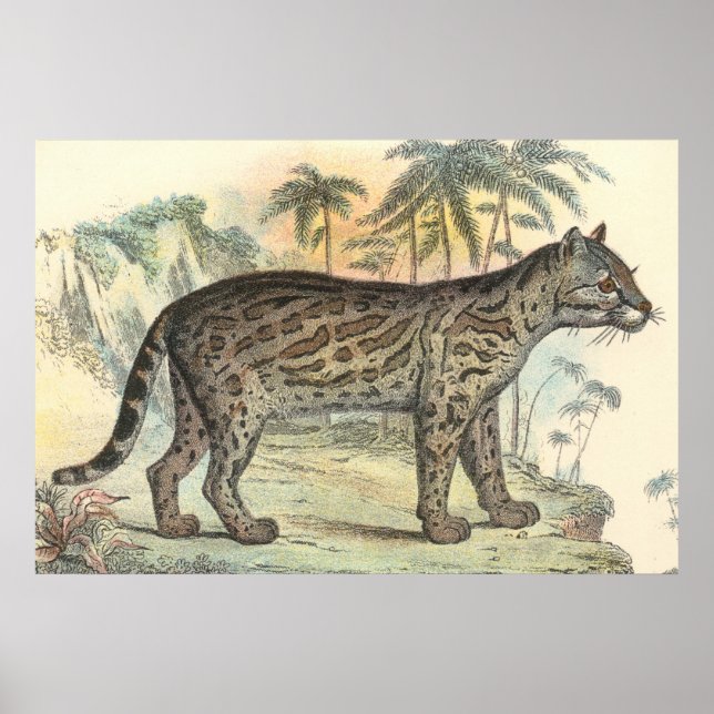 Poster Ocelot (variété) (Devant)