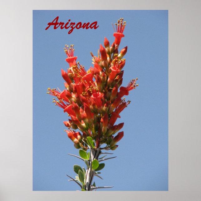 Poster Ocotillo Bloom - Arizona (Devant)