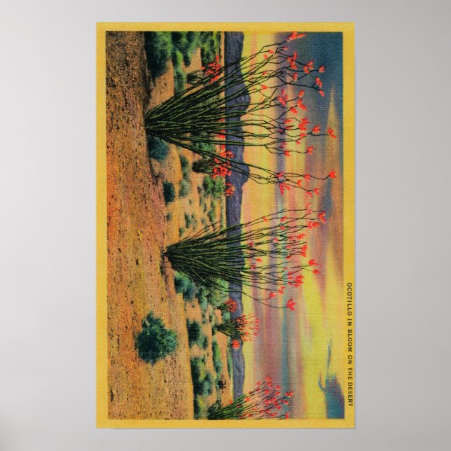 Poster Ocotillo Flowers en Fleur, Californie DésertStat (Devant)