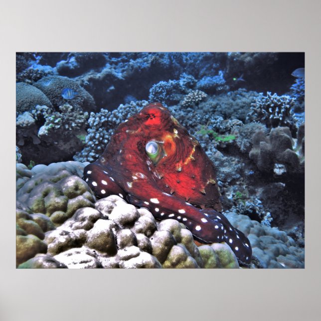 Poster Octopus du jour (Devant)