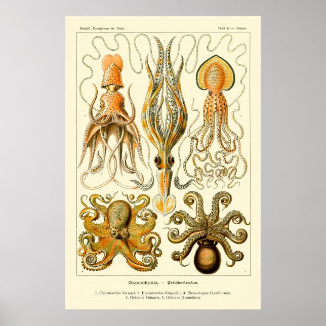 Poster Octopus et calmar (Devant)