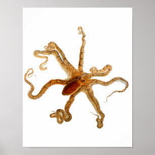 Poster Octopus Imprimer n° 3 Cephalopod Sea Creature Art