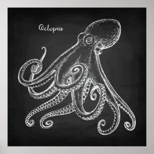 Poster Octopus Sketch