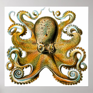 Poster Octopus Vintage cool
