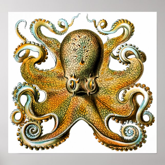 Poster Octopus Vintage cool (Devant)