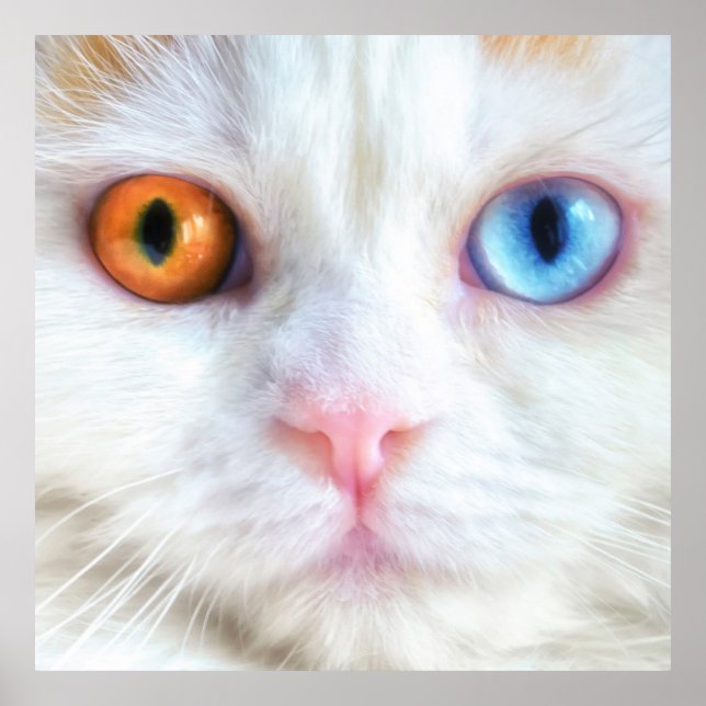 Poster Odd-Eyed White Persian Cat (Devant)