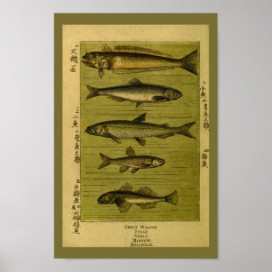 Poster Odeur vintage de poisson Minnow Histoire naturelle