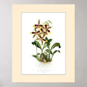 Poster Odontoglossum grand, frontière douanière
