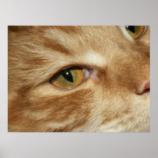 Poster oeil de chat